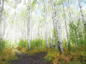 Prints of USA, Colorado, Aspen. Backroad and Aspens Images Dated 2023 March: USA, Colorado, Aspen. Backroad and Aspens