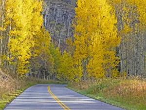 Aspen Township Prints: USA, Colorado, Aspen, curved roadway near township of Aspen in fall colors