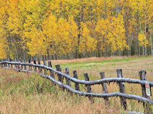 Glow Prints: USA, Colorado, Aspen. Fenceline with autumn Aspens