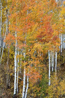 Images Dated 3rd January 2023: USA, Colorado. Aspen forests, Kebler Pass, Gunnison National Forest