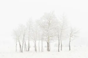 Still Prints: USA, Colorado. Aspen grove in spring snowstorm