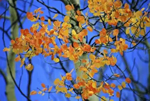 Complimentary Color Prints: USA, Colorado. Aspen leaves that have taken on an unusual orange color in the fall