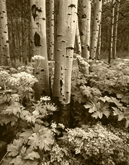 Sepia Tone Prints: USA, Colorado, Aspen trees (populus tremuloides) and Cow Parsnip (Heracleum lanatum)