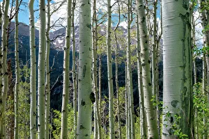 Images Dated 26th November 2022: USA, Colorado. Aspen trees in White River National Forest