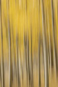Cheerful Prints: USA, Colorado, Autumn