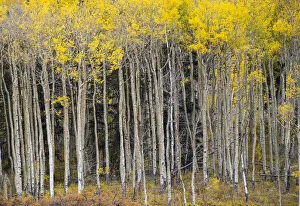 Images Dated 12th May 2022: USA, Colorado autumn