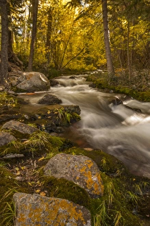 Images Dated 3rd August 2013: USA, Colorado. Autumn colors on Crestone Creek
