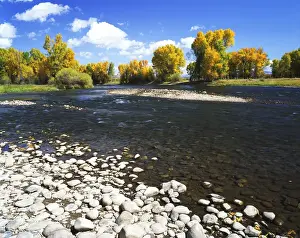 Gunnison River Prints: USA, Colorado, Autumn view of cottonwood tree salong Gunnison river