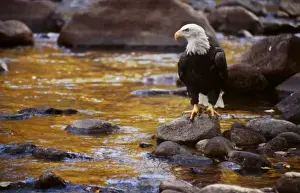 Images Dated 24th January 2011: USA, Colorado, Bald Eagle (Haliaeetus leucocephalus)