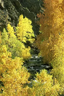 USA, Colorado, Bear Creek. Bear Creek flows through cottonwood and other trees among