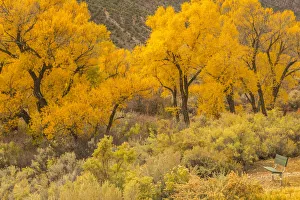 Cathy Gordon Illg Prints: USA, Colorado. Bench and cottonwoods in autumn