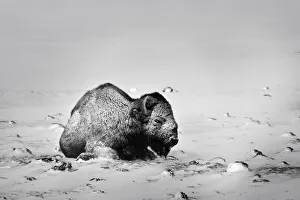 Images Dated 3rd April 2020: USA, Colorado. Bison lies on snow-covered mountain pasture