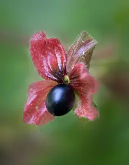 S Eed Prints: USA, Colorado. Black twinberry bract and berry along a roadside