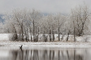 Marie Bush Prints: USA, Colorado, Boulder. Canadian geese taking flight from water