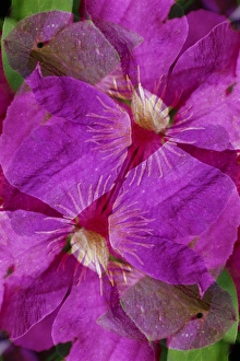 Images Dated 16th December 2014: USA, Colorado, Boulder. Clematis flower montage