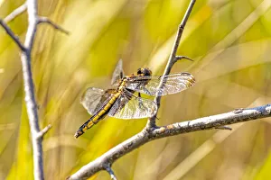 Stem Prints: USA, Colorado, Boulder. Dragonfly on stem