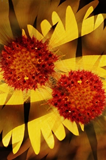Images Dated 16th December 2014: USA, Colorado, Boulder. Gaillardia flower montage