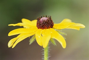 Images Dated 16th December 2014: USA, Colorado, Boulder. Sunflower close-up
