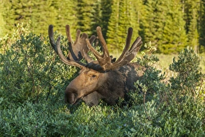 Images Dated 17th July 2015: USA, Colorado, Brainard Lake Recreation Area. Bull moose with velvet antlers. Credit as