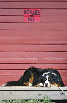 Images Dated 17th July 2004: USA, Colorado, Breckenridge. Bernese mountain dog sleeps while on guard under warning sign