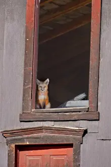 Images Dated 30th June 2009: USA, Colorado, Breckenridge. Young fox sitting in window of barn
