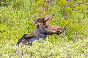 Images Dated 18th January 2021: USA, Colorado, Cameron Pass. Adult bull moose resting in grass