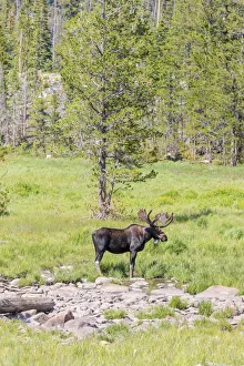 Images Dated 9th July 2018: USA, Colorado, Cameron Pass. Bull moose with antlers