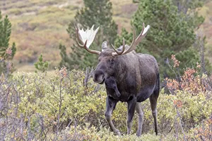 Ungulate Prints: USA, Colorado, Cameron Pass. Bull moose with antlers