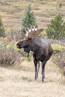 Images Dated 5th September 2018: USA, Colorado, Cameron Pass. Bull moose with antlers