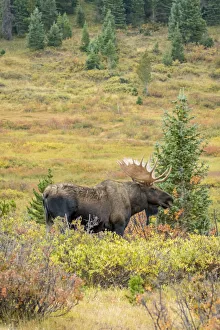 Images Dated 5th September 2018: USA, Colorado, Cameron Pass. Bull moose with antlers