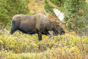 Images Dated 5th September 2018: USA, Colorado, Cameron Pass. Bull moose with antlers