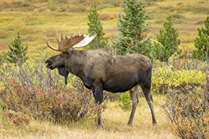Images Dated 5th September 2018: USA, Colorado, Cameron Pass. Bull moose with antlers