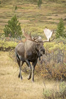 Images Dated 5th September 2018: USA, Colorado, Cameron Pass. Bull moose with antlers