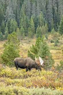 USA, Colorado, Cameron Pass. Bull moose with antlers