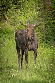 Moose Prints: USA, Colorado, Cameron Pass. Bull moose close-up