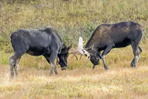 Images Dated 6th September 2018: USA, Colorado, Cameron Pass. Two bull moose dueling