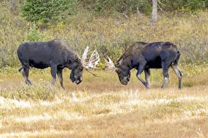 Ungulate Prints: USA, Colorado, Cameron Pass. Two bull moose dueling