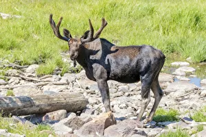 Images Dated 9th July 2018: USA, Colorado, Cameron Pass. Bull moose with early antlers