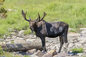 Ungulate Prints: USA, Colorado, Cameron Pass. Bull moose with early antlers