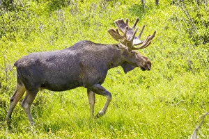 USA, Colorado, Cameron Pass. Bull moose in meadow. Credit as Fred Lord / Jaynes Gallery /