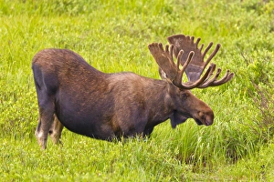 Mature Prints: USA, Colorado, Cameron Pass. Bull moose with velvet antlers drinking from stream