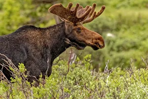 Velvet Prints: USA, Colorado, Cameron Pass. Close-up of bull moose