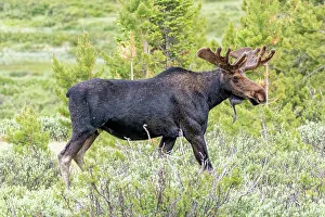 Velvet Prints: USA, Colorado, Cameron Pass. Close-up of bull moose