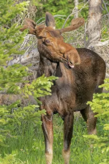 Images Dated 27th July 2023: USA, Colorado, Cameron Pass. Close-up of bull moose