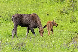 Mother Prints: USA, Colorado, Cameron Pass. Close-up of moose mother and calf
