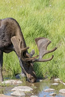 Ungulate Prints: USA, Colorado, Cameron Pass. Drinking bull moose with early antlers