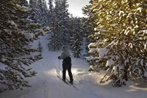 USA, Colorado, Cameron Pass. A female cross country skier glides through the trees. (MR)