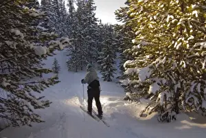 Cameron Prints: USA, Colorado, Cameron Pass. A female cross country skier glides through the trees. (MR)