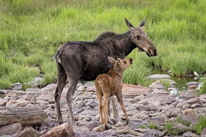 USA, Colorado, Cameron Pass. Female moose with calf