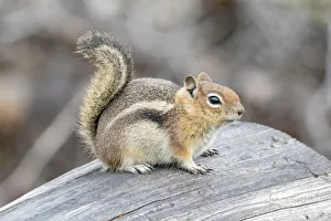 Rodent Prints: USA, Colorado, Cameron Pass. Golden-mantled ground squirrel on log